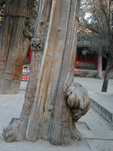 2009孔廟