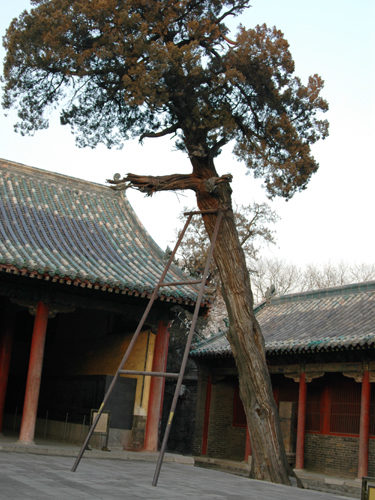 2009孔廟